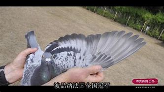 关于波图战队表现亮眼，豪取必胜姿态保持不败的信息